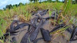 wow amazing fishing catch a lot of fish at rice field when dry water catch by skill hand [upl. by Fritzie128]