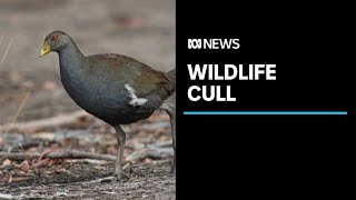 Native wildlife cull in the name of golf labelled indefensible  ABC News [upl. by Yeoz]