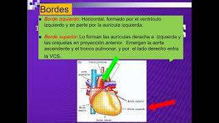 ANATOMIA DEL CORAZON [upl. by Haras]