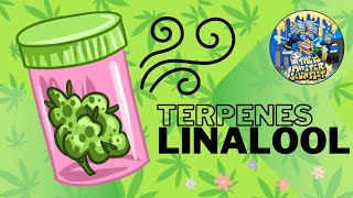 Terpenos Linalool [upl. by Ailegra]