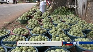 NET JATIM  PANEN RAYA BUAH SRIKAYA [upl. by Ethbin]