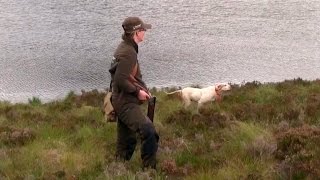 The Shooting Show – grouse over pointers special [upl. by Akimak]