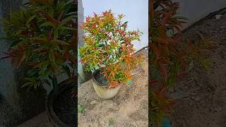 Syzygium plant  सिज़िजियम gardening garden youtubeshorts viralvideo shorts [upl. by Oek]