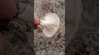 Présentation  La Pleurote du Panicaut Pleurotus Eryngii mushroom cepes nature fungi aveyron [upl. by Libyc]