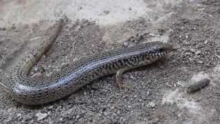 Ocellated Skink Chalcides ocellatus  Cyprus [upl. by Annaiviv838]