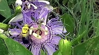 Bee pollinating passion flower [upl. by Nakada]