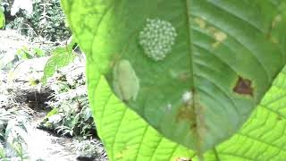 Hyalinobatrachium fleischmannichirripoi with eggs Reserva Tesoro Escondido [upl. by Suanne]