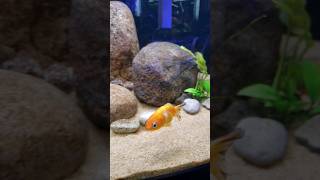 NEW FISH Cleaned My WHOLE Tank for FREE pleco fishtank aquarium fishkeeping ranchu [upl. by Kcirttap775]