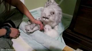 Nebbys 3 weeks old Persian Kittens [upl. by Gearard251]