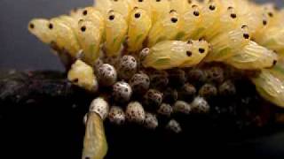 Giant water bugs hatching [upl. by Teirrah]