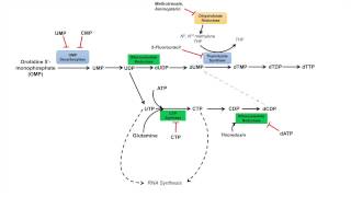 Pyrimidine Synthesis and Salvage Pathway [upl. by Lyrahs939]