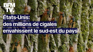 ÉtatsUnis le sudest du pays envahi par des millions de cigales [upl. by Nylkaj]