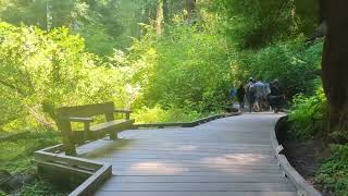 Muir Woods National Monument [upl. by Noda]