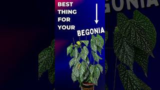 The SINGLE Fastest Way To Transform your Cane Begonia [upl. by Eiramaliehs]