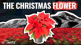 Why Poinsettia Flowers Are Popular During The Christmas Season [upl. by O'Connor]