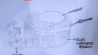 Diagram of Endoplasmic reticulumsmooth amp Rough Endoplasmic reticulam [upl. by Shulem]