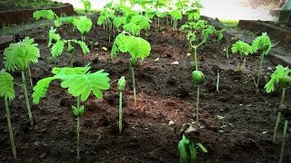 How to grow a forest in your backyard  Shubhendu Sharma [upl. by Akilak]