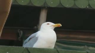 Seagull meme [upl. by Le]