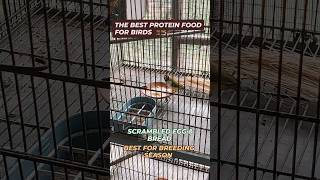 Best Protein food for birds egg bread season 2025lovebirds budgies finches [upl. by Gnuy]