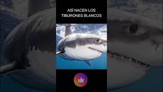 Sabes Cómo Nacen Los Tiburones Blancos [upl. by Eixid]