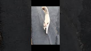 Kucing kucing anehcat catlover catshorts catvideos funny fyp [upl. by Walke]