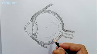 Eye Structure Drawing [upl. by Zosema]