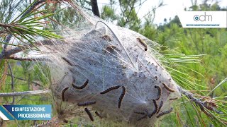 Processionaria  Guida alle disinfestazioni [upl. by Ahsieyk437]