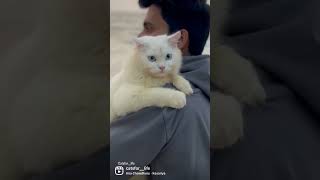 Cute White Persian cat 🥰  whatsapp status [upl. by Lough]