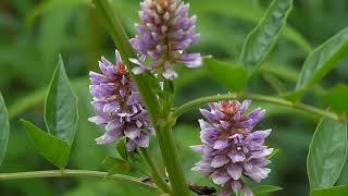 glycyrrhiza glabra monograph [upl. by Natsirhc]