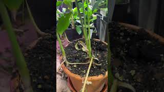 Growing Kardamom in a container subscribe tropicalfruits nature exotic fruit kardamom art [upl. by Berthe670]