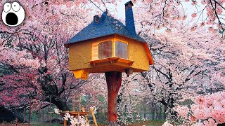 The Coolest Treehouses In The World [upl. by Gerri]