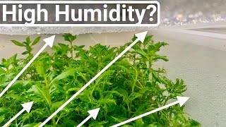 Emersed Aquarium Plant Farming  The Benefit of High Humidity [upl. by Aita]