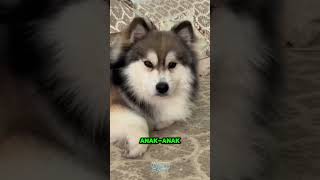 Fakta menarik Anjing Siberian Husky faktadunia shorts husky siberianhusky [upl. by Attenauq]