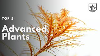 Top 5 Advanced Aquarium Plants [upl. by Kennet]