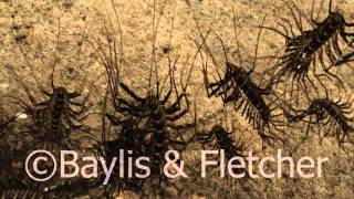 Giant Cave centipedes Malaysia 20120510121619m2ts [upl. by Affrica]