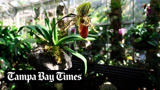 See inside the Orchid Show 2023 at Marie Selby Botanical Gardens in Sarasota [upl. by Iran]