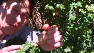 Rosa Rugosa and Other Edibles in the Edible Landscape Garden [upl. by Robertson]