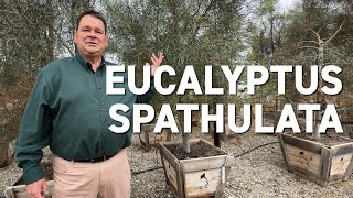 Eucalyptus spathulata  New Trees for Changing Climates [upl. by Koralie375]