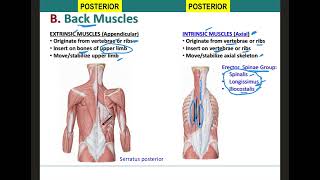 Axial Musculature Trunk Muscles [upl. by Ballard79]