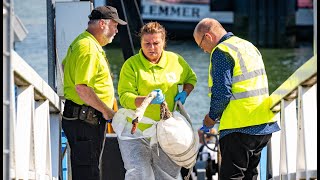 Zwanen besmeurd na lekkage 200 liter olie 2e Werkhaven Botlek Rotterdam [upl. by Hartmunn]