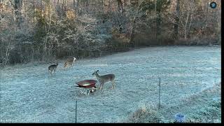 LIVE Deer Cam Virginia 4k [upl. by Emolas]