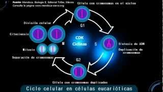 El ciclo celular [upl. by Francie]