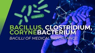 Bacillus Clostridium Corynebacterium Bacilli of Medical Importance [upl. by Llemar]