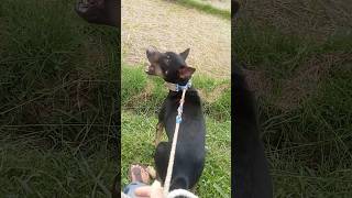 doglover doghunter animals dogmaster doglife dogowner funny petowner shorts [upl. by Nevyar896]