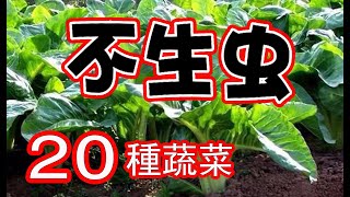 不生蟲的20種蔬菜，再也不用擔心蟲子的破壞了，新手也可以種得很好，全部是實際種植經驗分享 20 Edible Plants in My Garden Repel Pests Naturally [upl. by Ynattir]