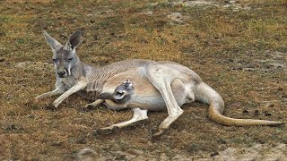 How To Kangaroo Giving Birth In The Wild [upl. by Merla]