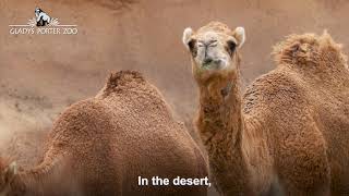 Dromedary Camels [upl. by Sebastiano]