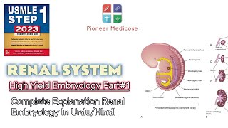 Detailed Explanation of Renal Embryology First AID Step 1Embryo part 1Explained in UrduHindi [upl. by Rehpotsyrk]