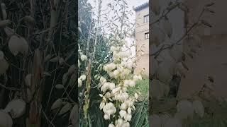 Blooming Yucca plant [upl. by Virgina]