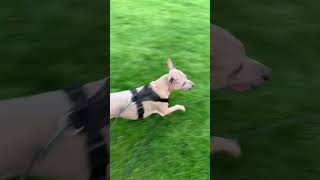 Thai Ridgeback dog is playing with a ball 🐕🐕 [upl. by Zaraf]